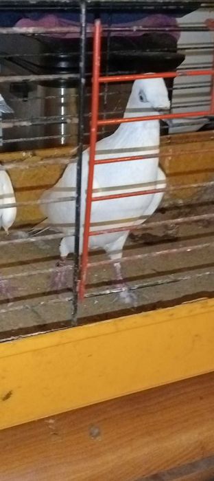 Gołębie Białoogony jasne na składach