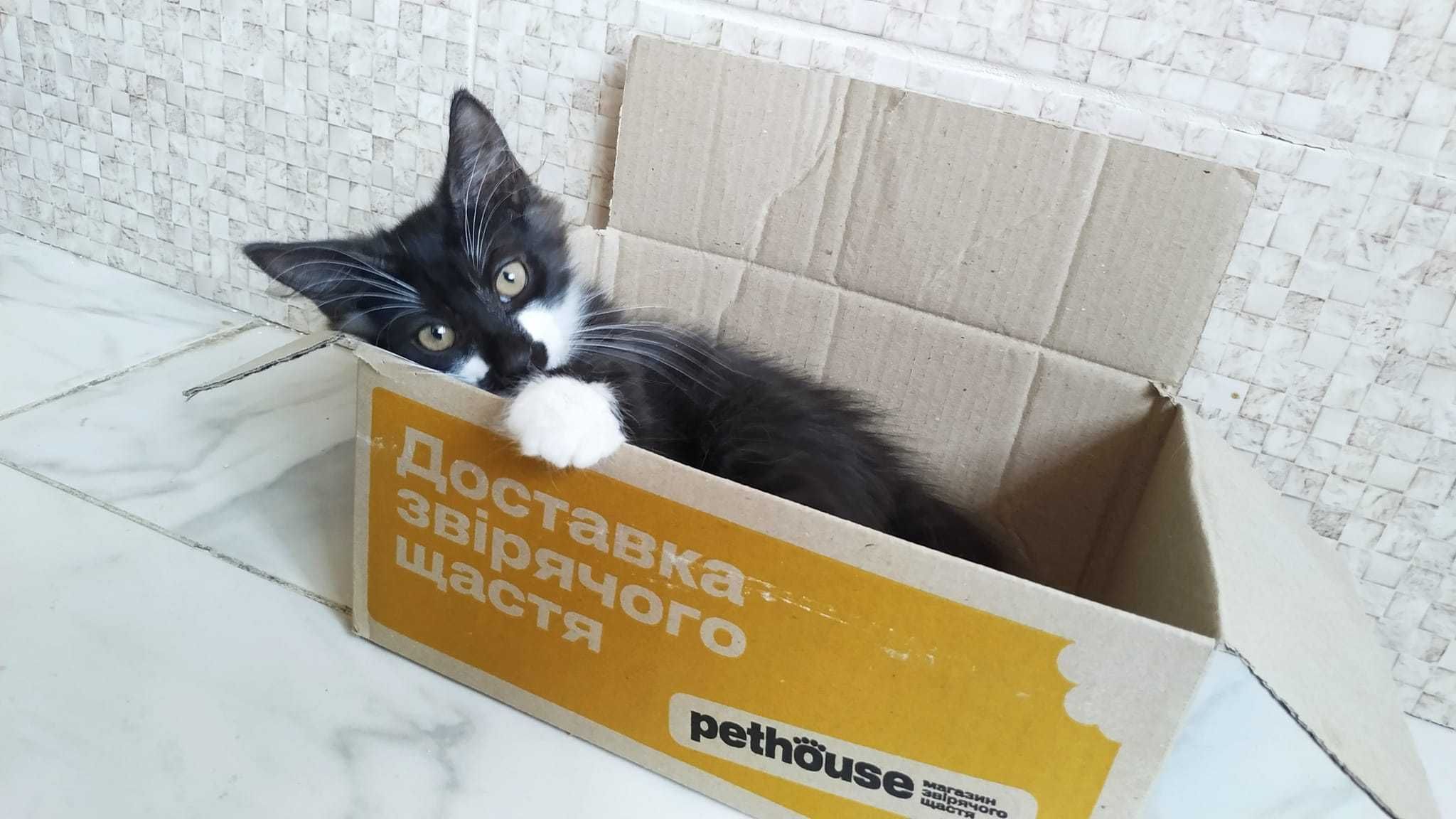 Пухнасті дуже гарні кошенята