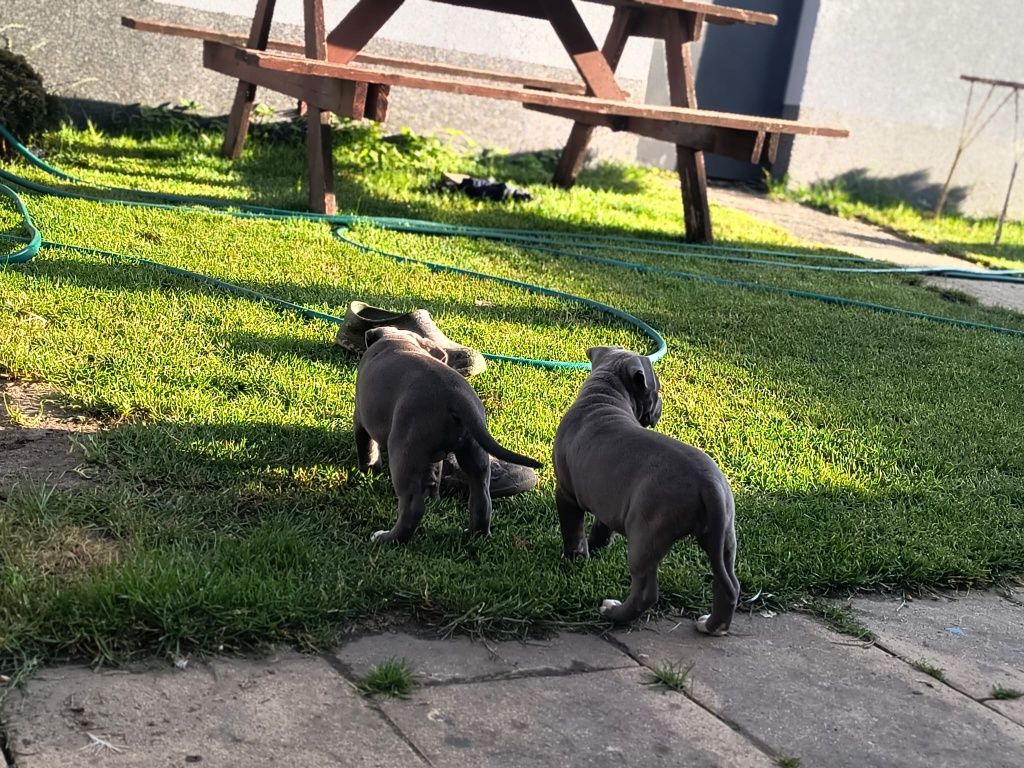 Amstaff Stanford terier szczeniaczek