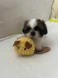 Shih Tzu - przeurocza dziewczynka