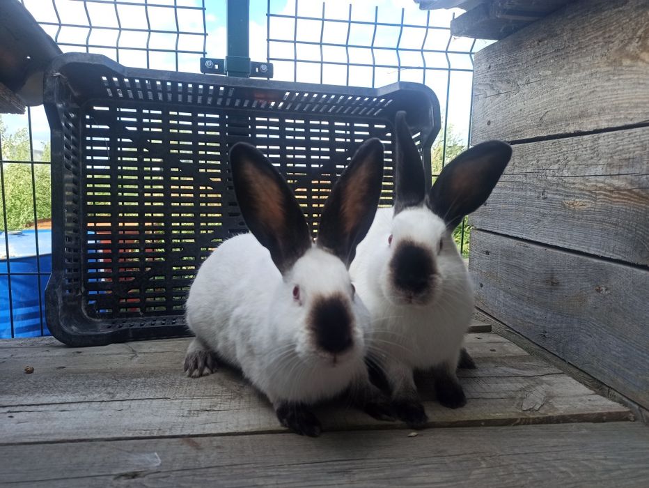 Króliki rasy Kalifornijski Czarny