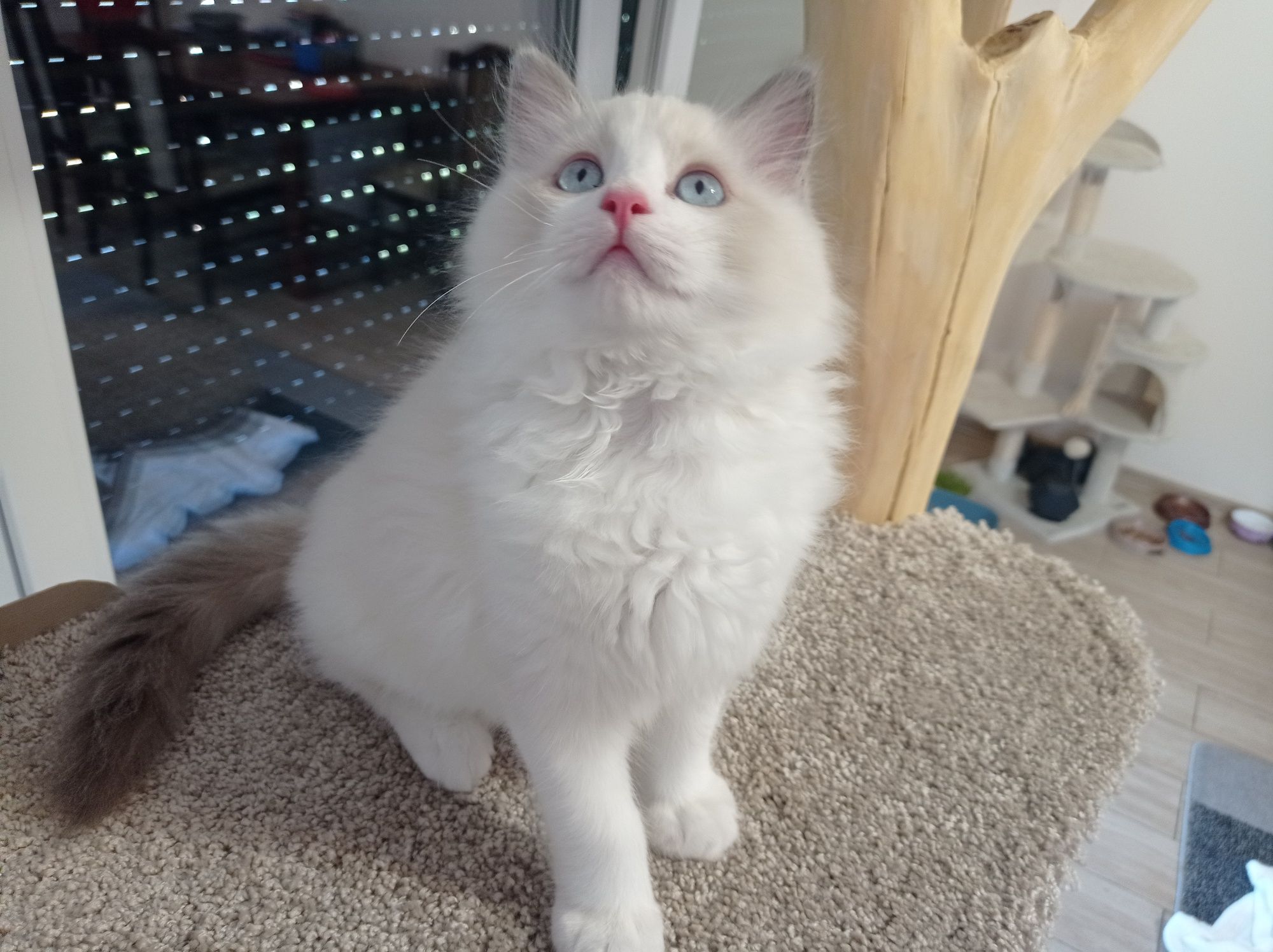 Ragdoll "Fenix" kocurek, rodowód, gotowy do odbioru
