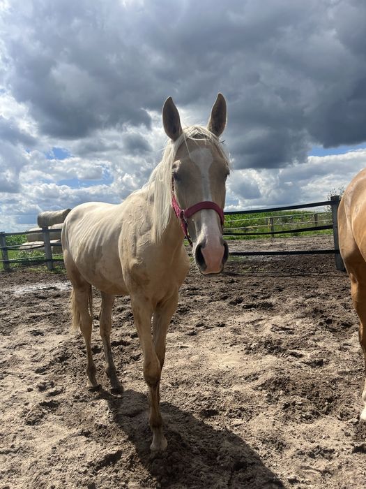 Izabelowata klacz na sprzedaż