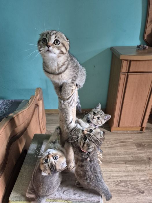 Шотландські кошенята
ред.