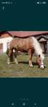 Klacz Haflinger Fantazja