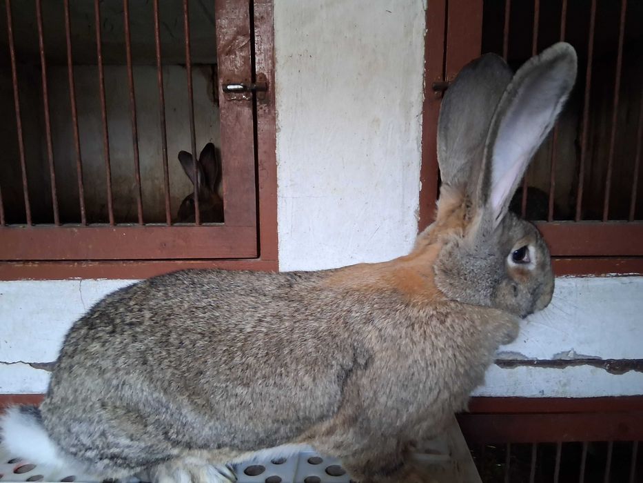 Króliki olbrzymy belgijskie