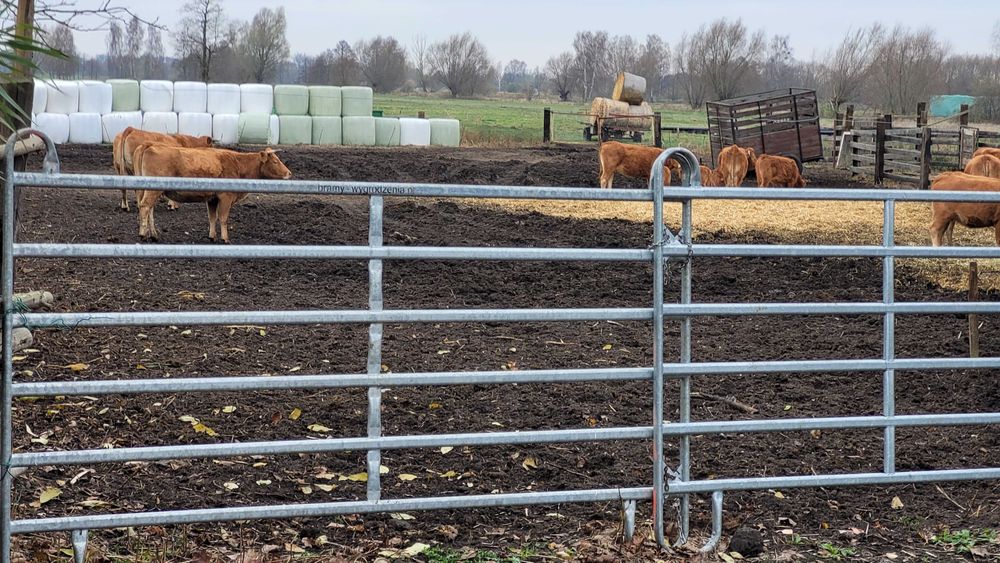 Panele wygrodzeniowe płoty wygrodzenia dla bydła miesnego