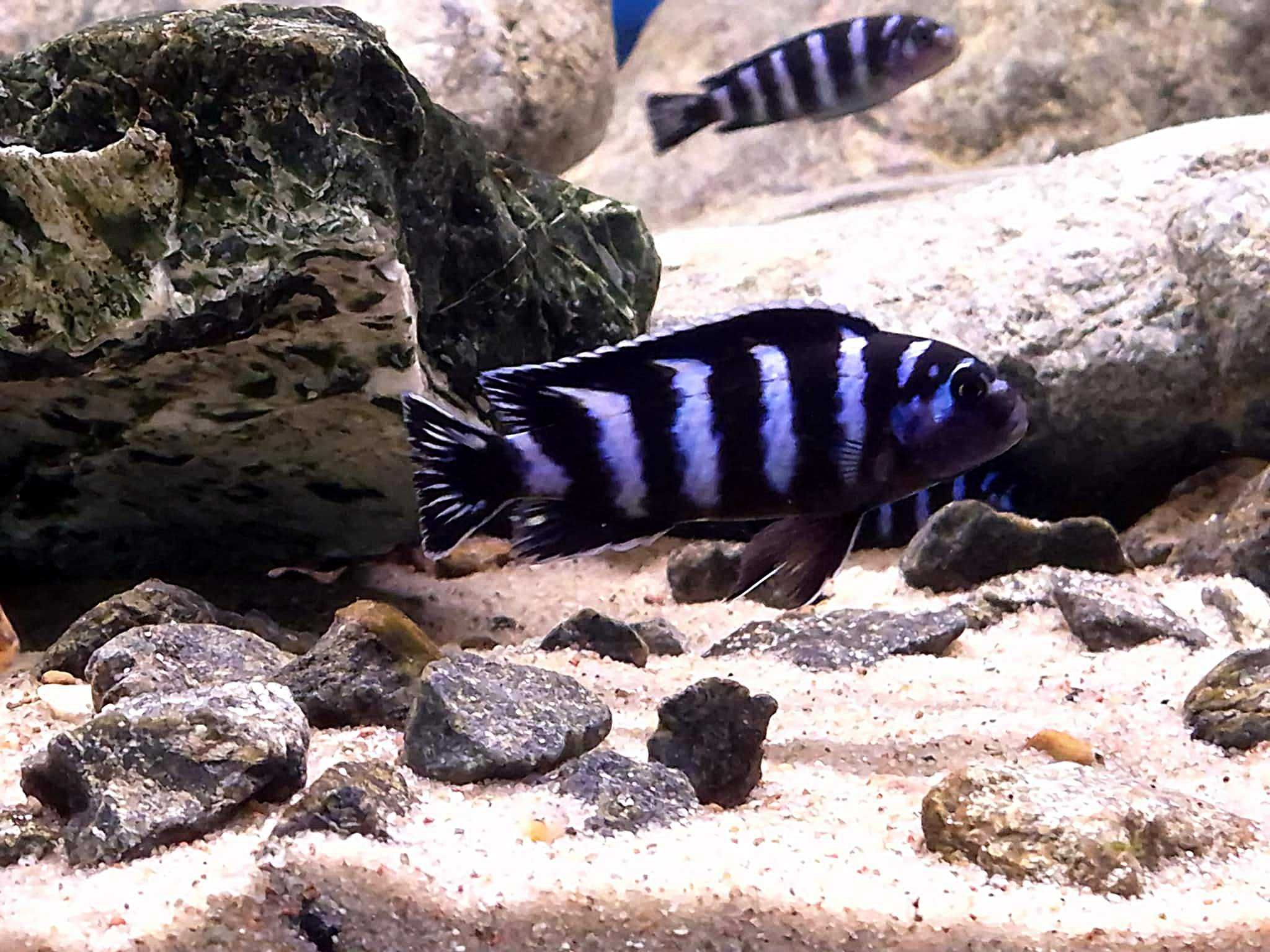 Chindongo Demasoni malawi pyszczaki