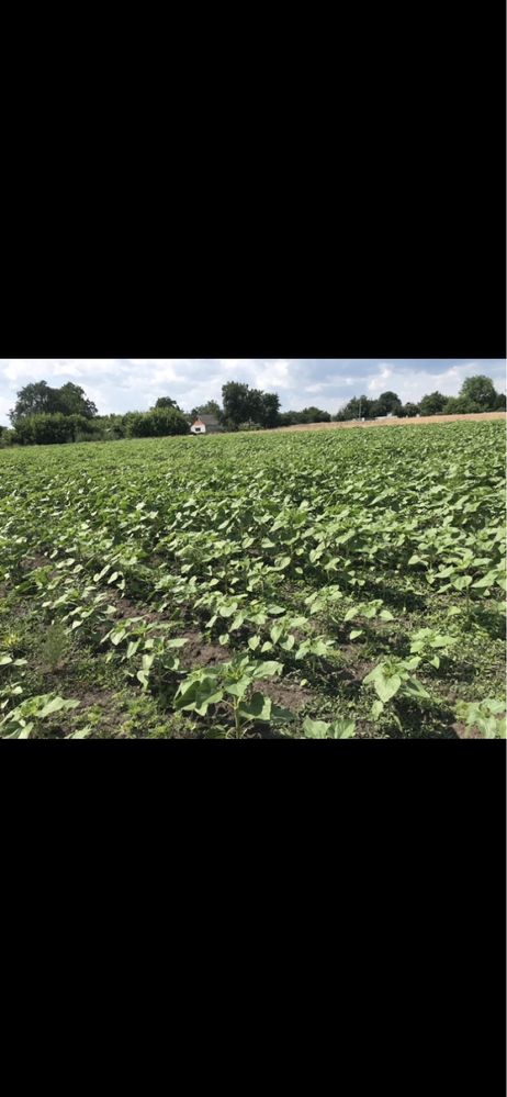 Продам будинок с. Іванівка, Кобеляцький р-н., Полтавська обл.
