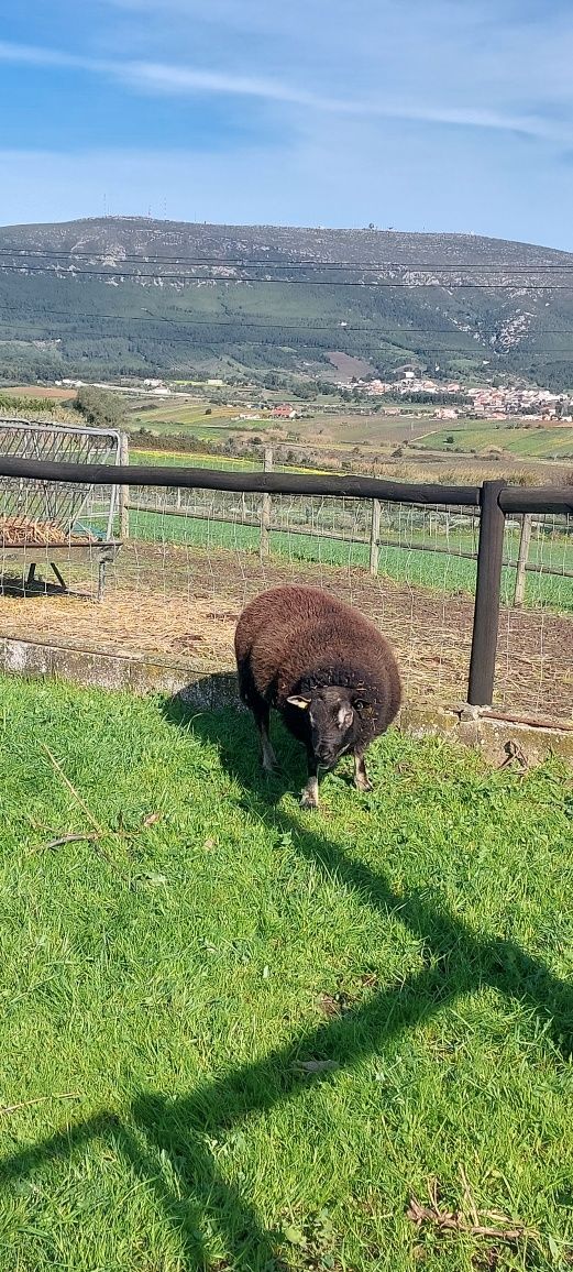 Casal de ovelhas Texel