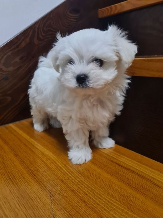 Maltańczyk szczeniak już do odbioru