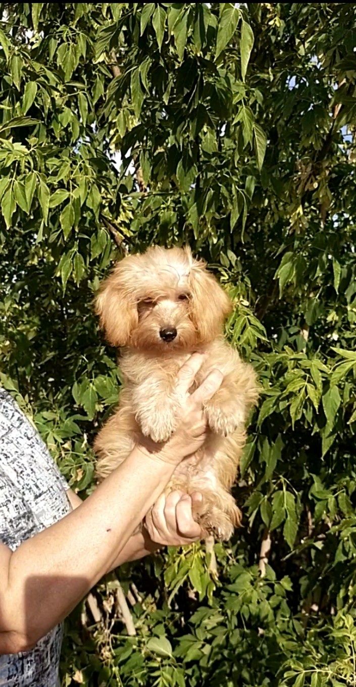 Хлопчик Мальтіпу