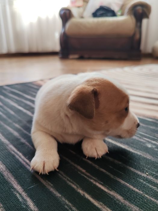 Jack Rusell Terrier szczeniak suczka
