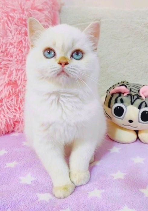 Золота шиншила поінт Чарівна крихітка