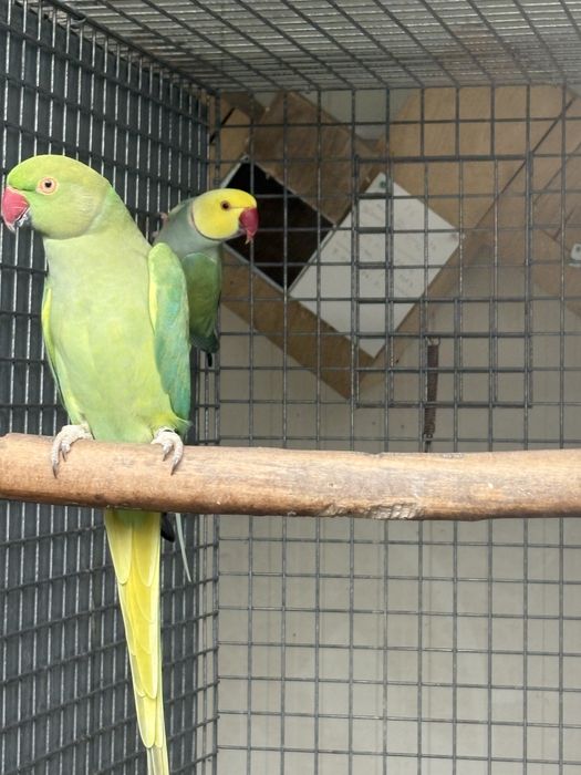 Ring neck casal adulto