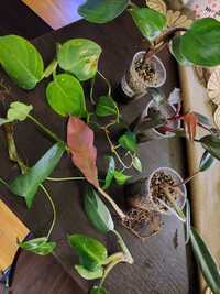 Zestaw philodendrow, philodendron, Pink Princess,  Golden Saw, Choco