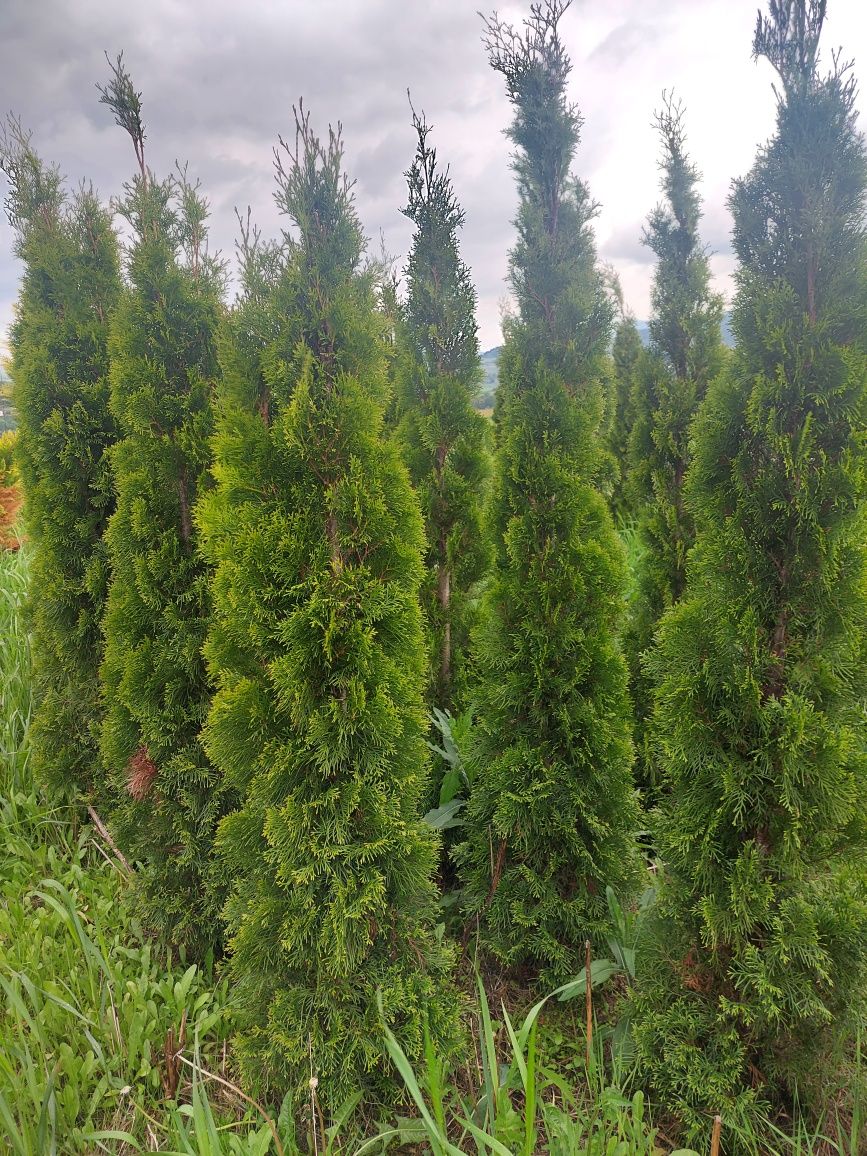 Tuje    kopane z gruntu   Nowy  Sącz od 17zl