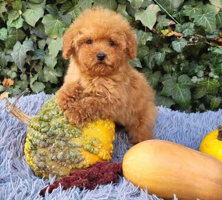 Тикап - той пудель девочка.