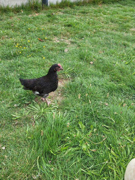 Kury koguty marans