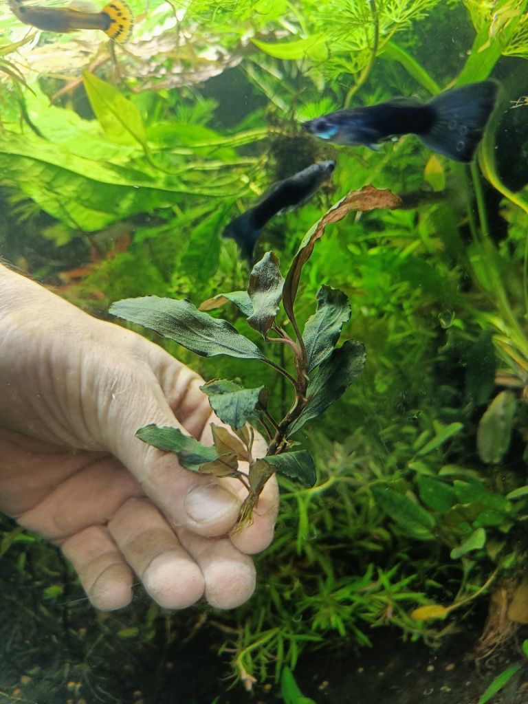 Rośliny akwariowe Bucephalandra Bucki duże sadzonki
