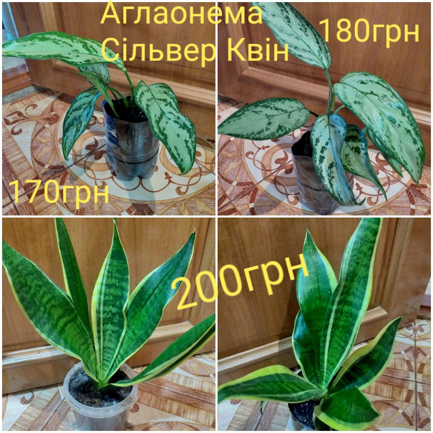 Продам комнатные цветы