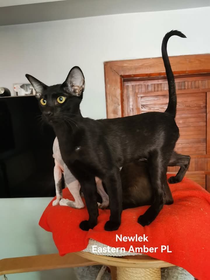 Peterbald orientalny kocurek gotowy do zmiany domku