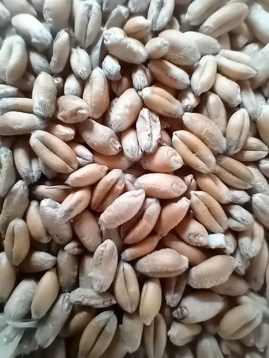 Pszenica ozima.                    .