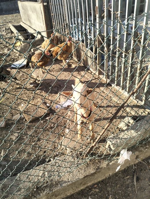 Cabrito criado á biberão .. extremamente dócil..