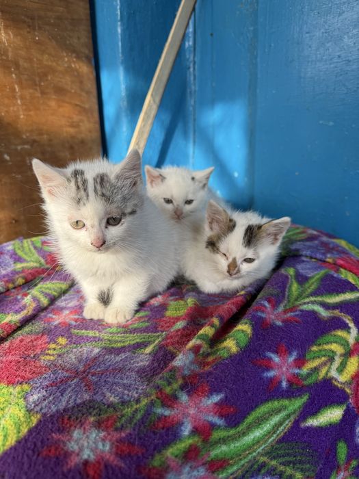Отдам маленьких котят