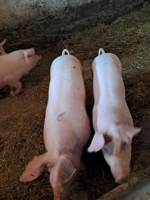 Tuczniki Łopuszno i okolice