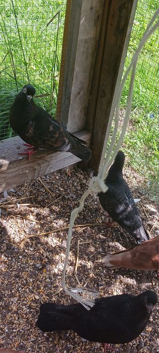 Młode tiplery  budapeszty i  pocztowy