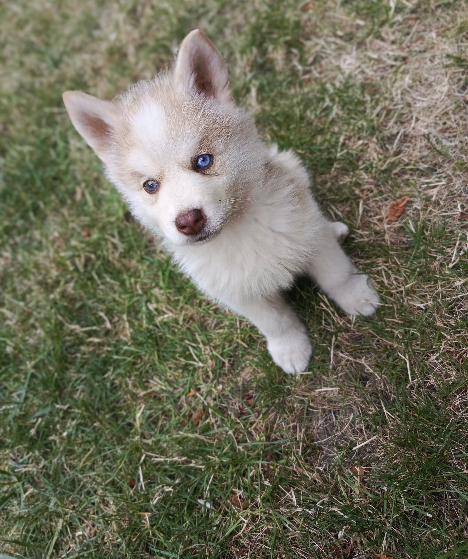 Husky Syberian haski szczeniak