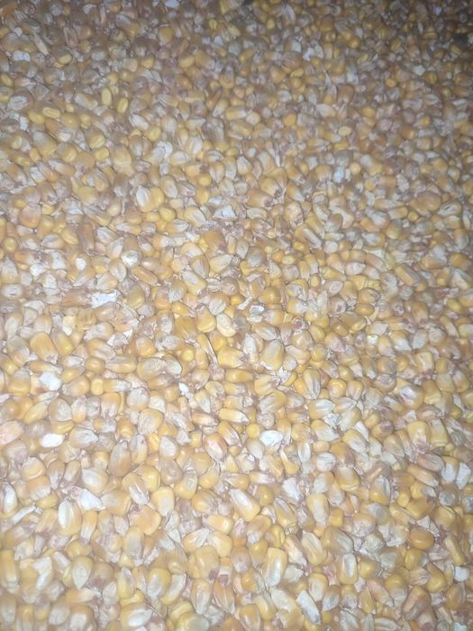 Продам Ячмінь,Кукурудза 2025р.р