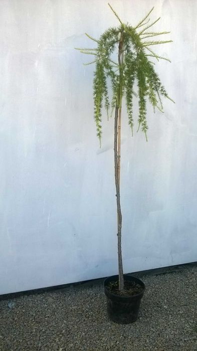 Modrzew płaczący PENDULA szczepiony NA PNIU wys. 150 cm