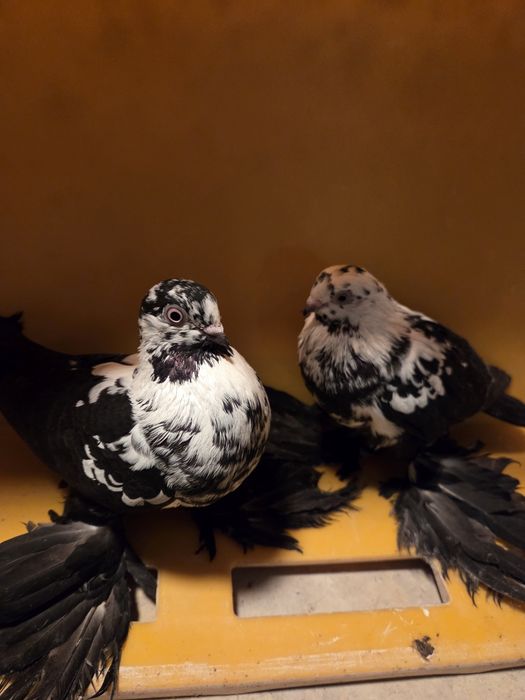 Widyn widyny gołębie ozdobne