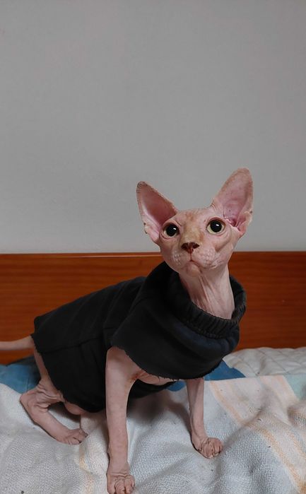 Gatinho   Sphynx