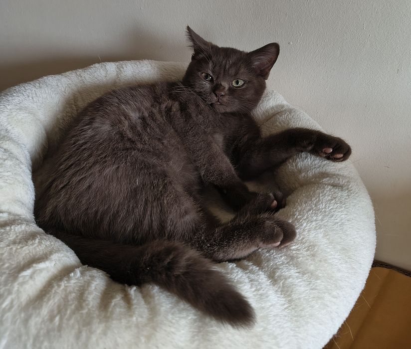 Cudowny kocurek brytyjski czekoladowy - rodowód FPL/FIFE