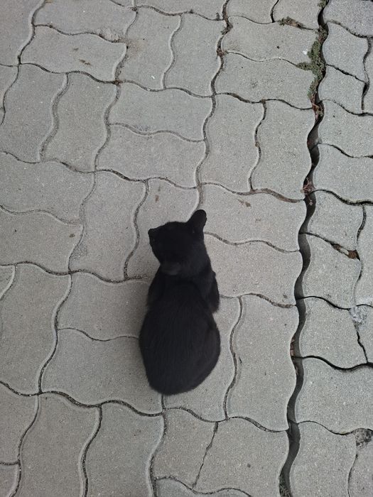 Gatinho para adoção