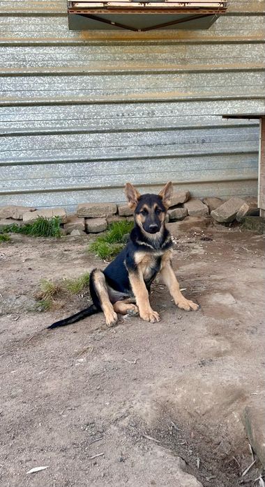 Cachorro de pastor alemão com LOP