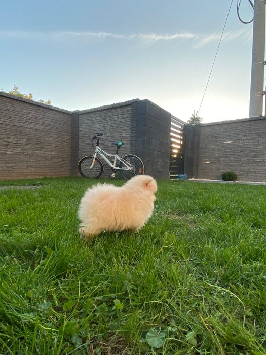 Pomeranian Szpic Miniaturowy Suczka Dziewczynka