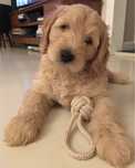 Cockapoo szczeniak