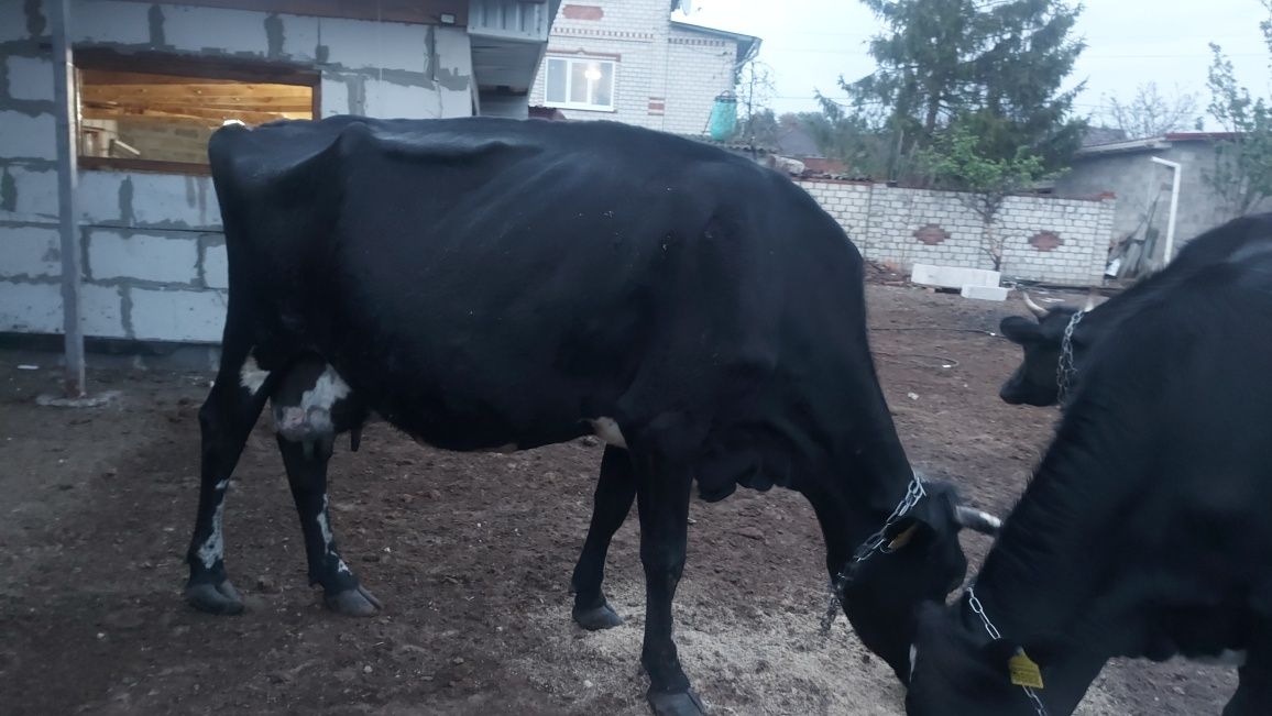 Продам процентную Джерсейку.