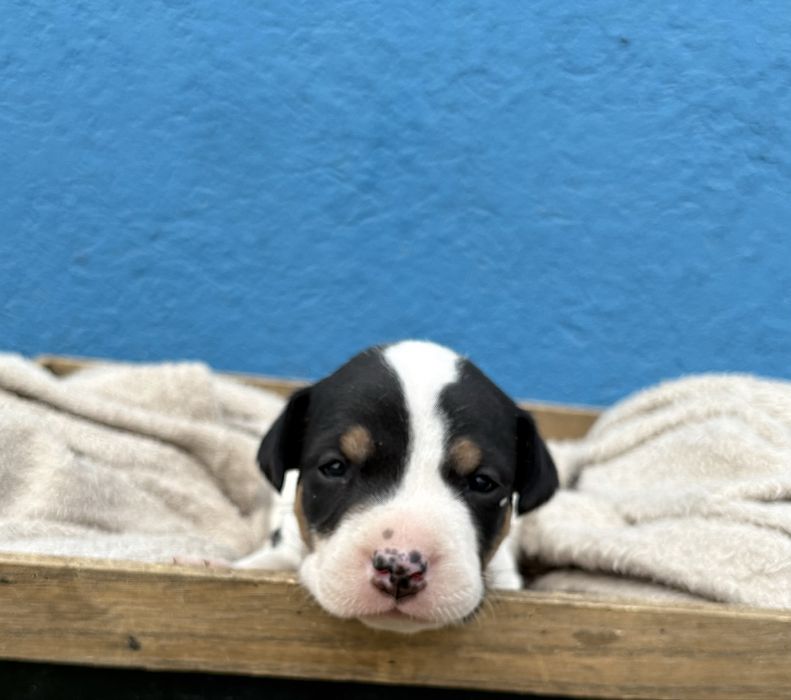 Ratonero Bodeguero Andaluz c/Pedigree