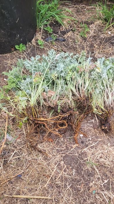 Sadzonki bylicy piołun