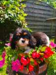 Piesek Cavalier King Charles Spaniel TRI-COLOR