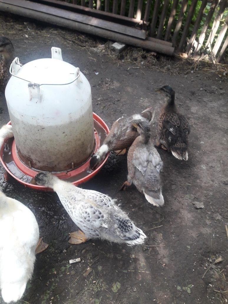 Kaczki Call duck