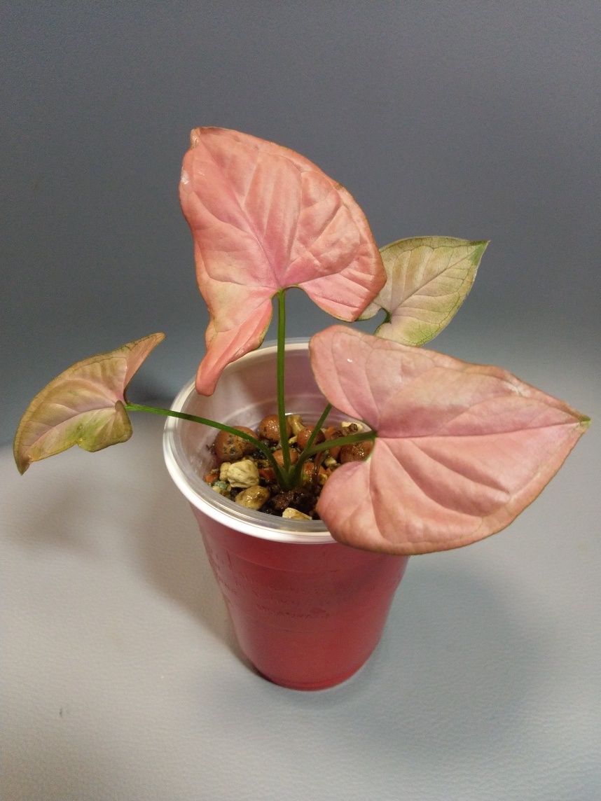 Syngonium Orm Nak