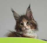 Maine Coon piękna koteczka