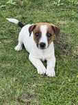 Piesek Dexter Jack Russell Terrier
