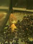 Tylomelania Yellow 8cm